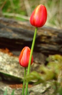 Tulips