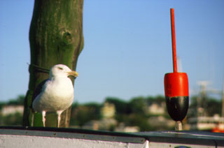 Sea Gulls and Buoy