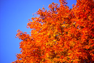 Fall Leaves Ablaze